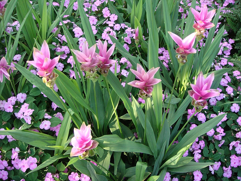 419 Longwood Gardens [2008 August 23].JPG - Longwood Gardens in Pennsylvania